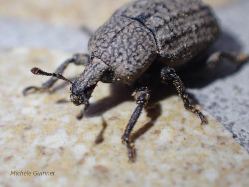 Minyops carinatus